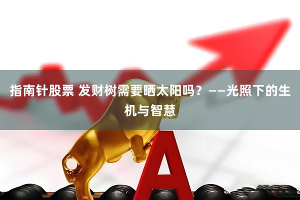 指南针股票 发财树需要晒太阳吗？——光照下的生机与智慧